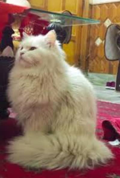 matted heavy coat Persian female cat