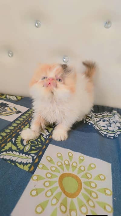 Persian good breed kittens avail. WhatsAp= 03103699468
