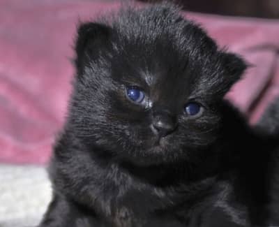 Scottish Fold / British Shorthair Available For Booking