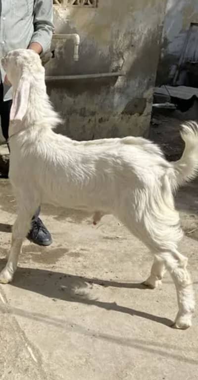 Ek number gulabi rajanpuri white eyes breader