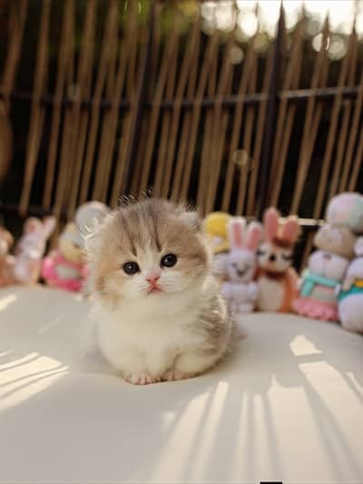 Persian good breed kittens avail. WhatsAp= 03103699468