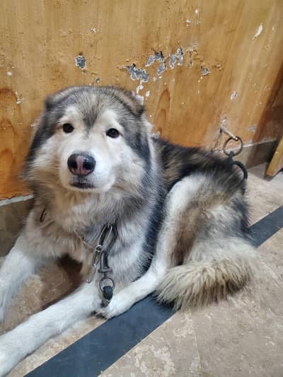 husky cross shepherd wolf dog