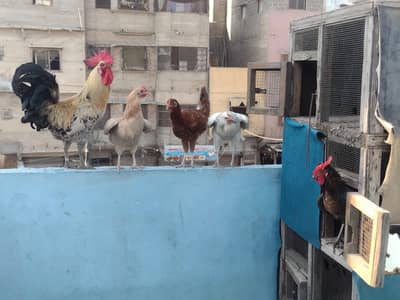 Golden Misri Murga Murgi