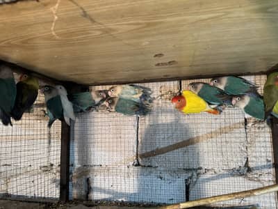 11 piece 11 thousand