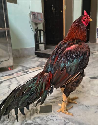 Miyanwali aseel 2 madiyan 1 nar