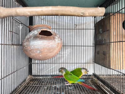 selling my Green Pine Conure with red factor  for 18k