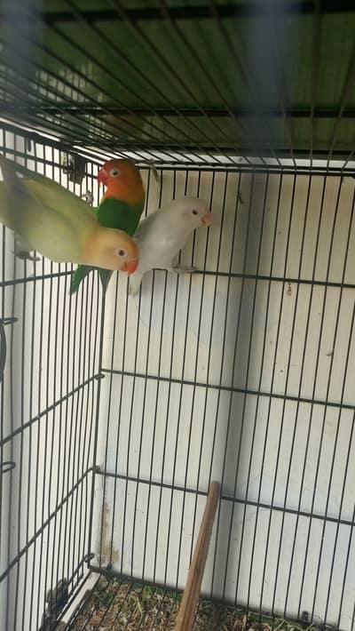 Cocktail and love birds opline