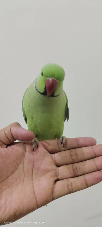 urgent for sell parrot