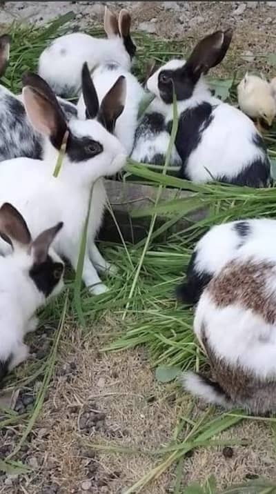 Rabbits pair 1500