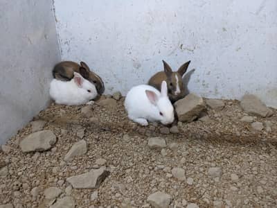 Cute Rabbit Babies For Sale