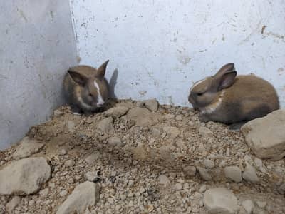 Cute Rabbit Babies For Sale
