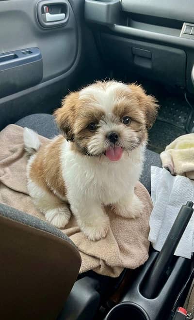 Shihtzu male/female puppies