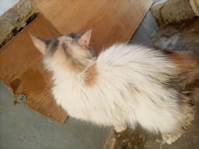 cat female calico