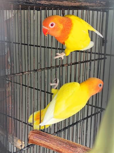 Lutino opaline for sale in Karachi