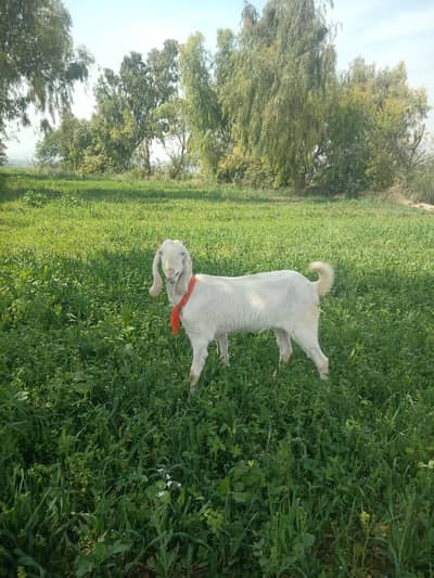 full white path for sale