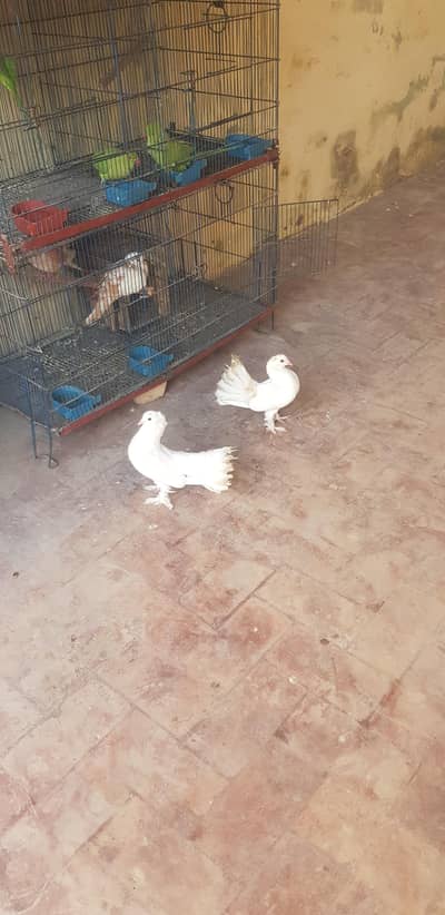 lakky for sale breder pair or chiks munasib pric mein