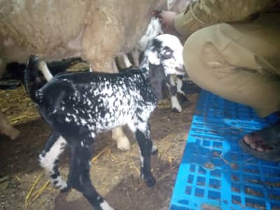 full active hand feeding trained