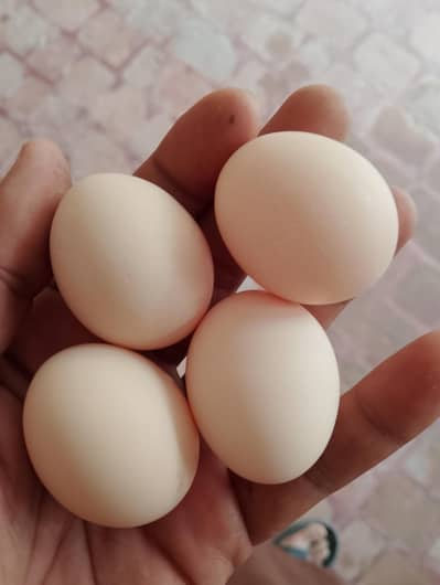white and Black bantam eggs available