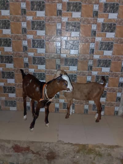 pink nose tedda ajrak