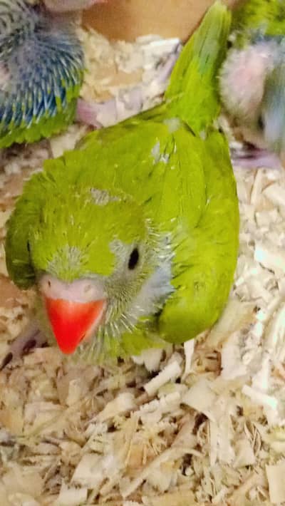 Home breed Green Ringneck Healthy chick