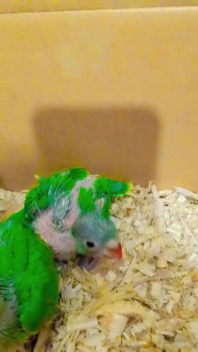 Home breed Green Ringneck Healthy chick