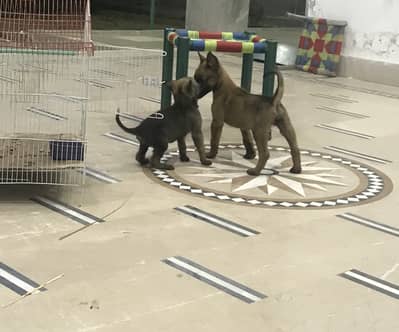 Belgian Malinois pair for sale