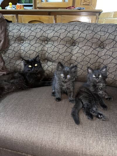 Black Persian Mother Cat with 2 Persian Kittens, Looking for a Loving