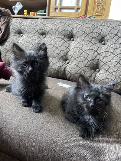 2 Persian black Kittens, Looking for a Loving