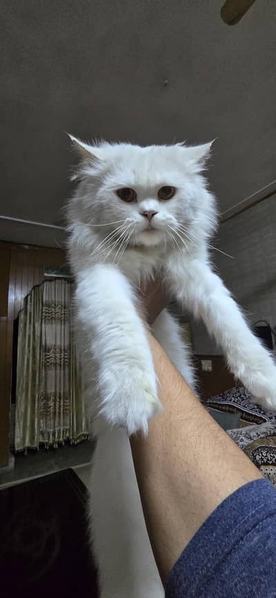 female Persian cat double coated