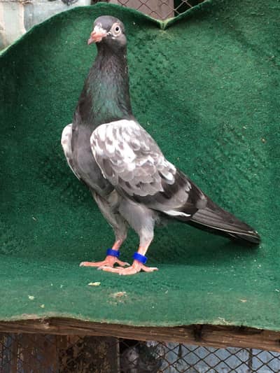 MASHAALLAH LAAL BAND GOLDEN BREDER JORA FOR SALE