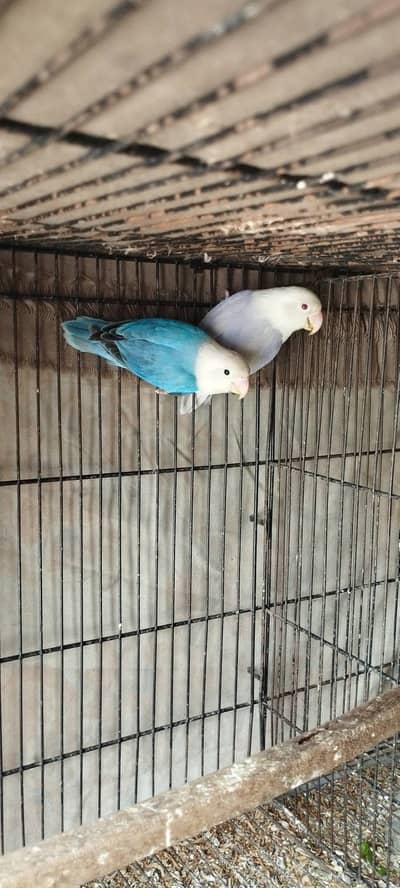 Albino love birds