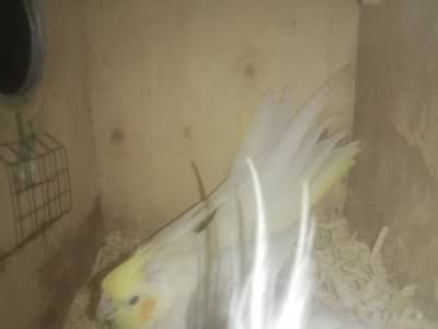 Cocktail breeder pair for sale