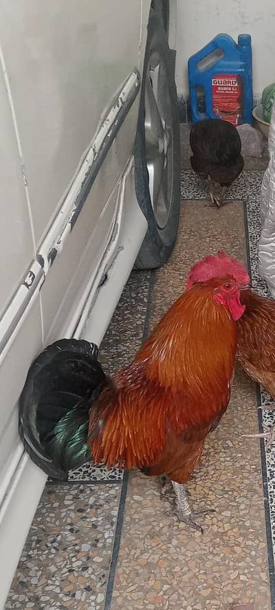 12 hens ain aseel do murga baki Golden hens andy dy rhi