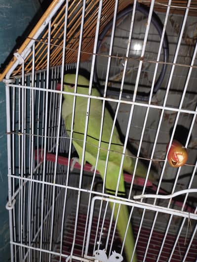 parrot sale