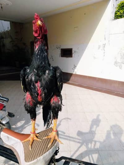 High quality Mianwali aseel patha