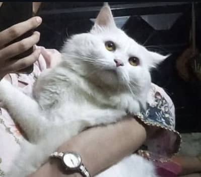 Double Coat Dragon Eyes