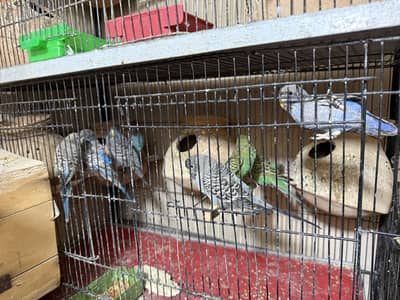 Black face & black wing & undersize