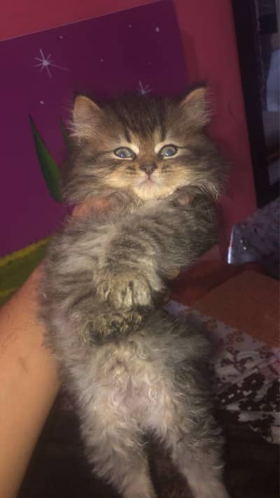 British cats 3female and 1male age 25 days almost