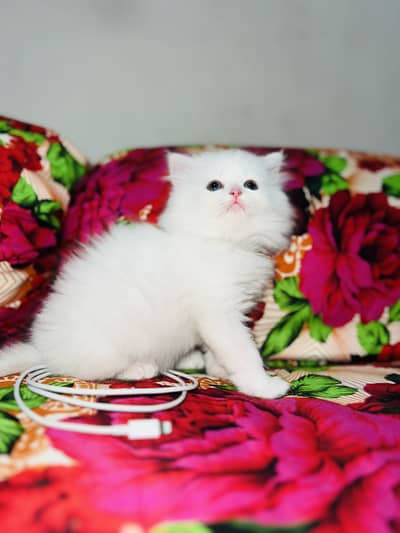 PERSIAN FEMALE KITTEN AVAILABLE