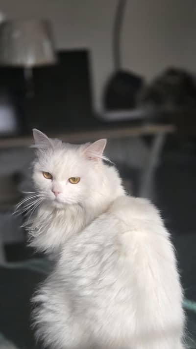 Persian white kitten