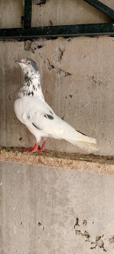 pure. batar breader mail high fly pegion