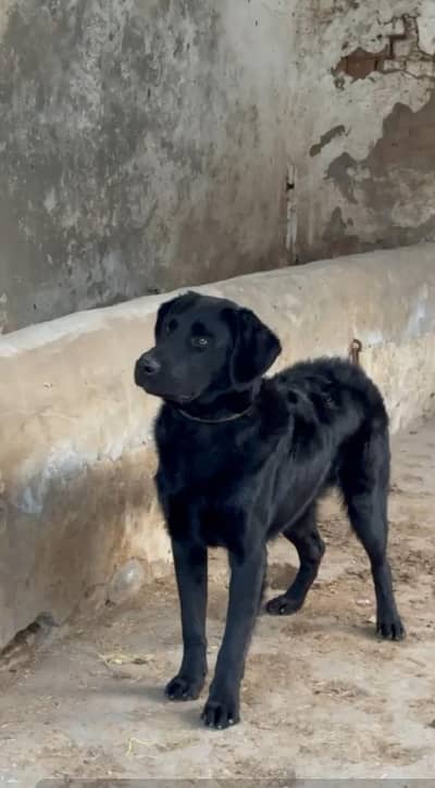 Labrador retriever young male dog