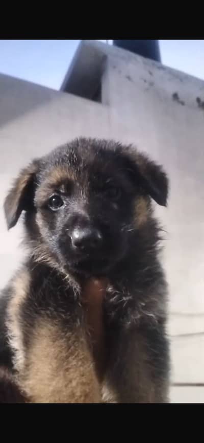 German shepherd female puppie