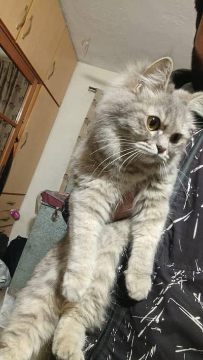 Persion Cat Double Coat