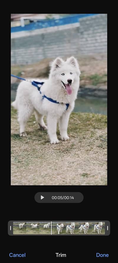 alaskon  husky long cout female