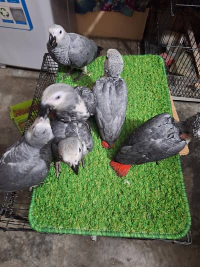 African grey cango salf feed chicks available