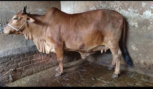 , Sahiwal cow