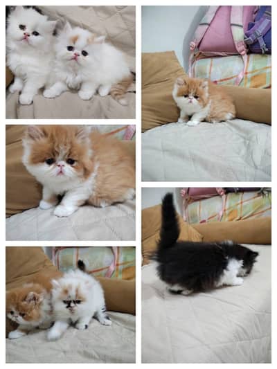Persian kittens | Triple Coated | Pike Face | Punch Face kittens
