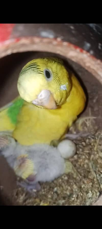 6 Australian parrots for sale.