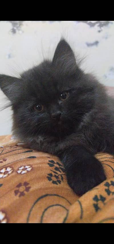 3 female kittens available for sale